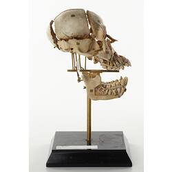 Side view of articulated gorilla skull.
