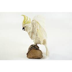 Side view of Sulphur-crested cockatoo mounted on log.