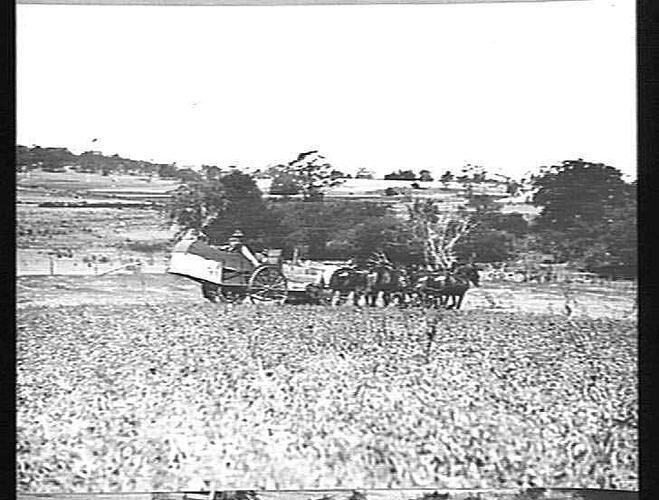 PEA HEADER AT WORK ON NOEL & SHEARER'S FARM, BUNINGYONG: JAN 1926