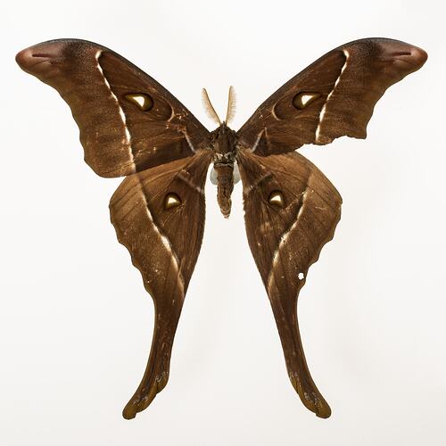 Pinned brown moth specimen with long hind wings.