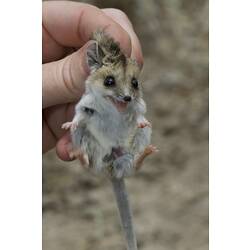 Fat-tailed Dunnart.