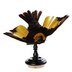 <em>Sericulus chrysocephalus</em>, Regent Bowerbird. [B 35057]