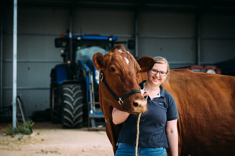 Woman holding a cow by a leader in front of a tractor.