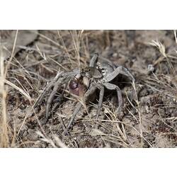 Wolf Spider.