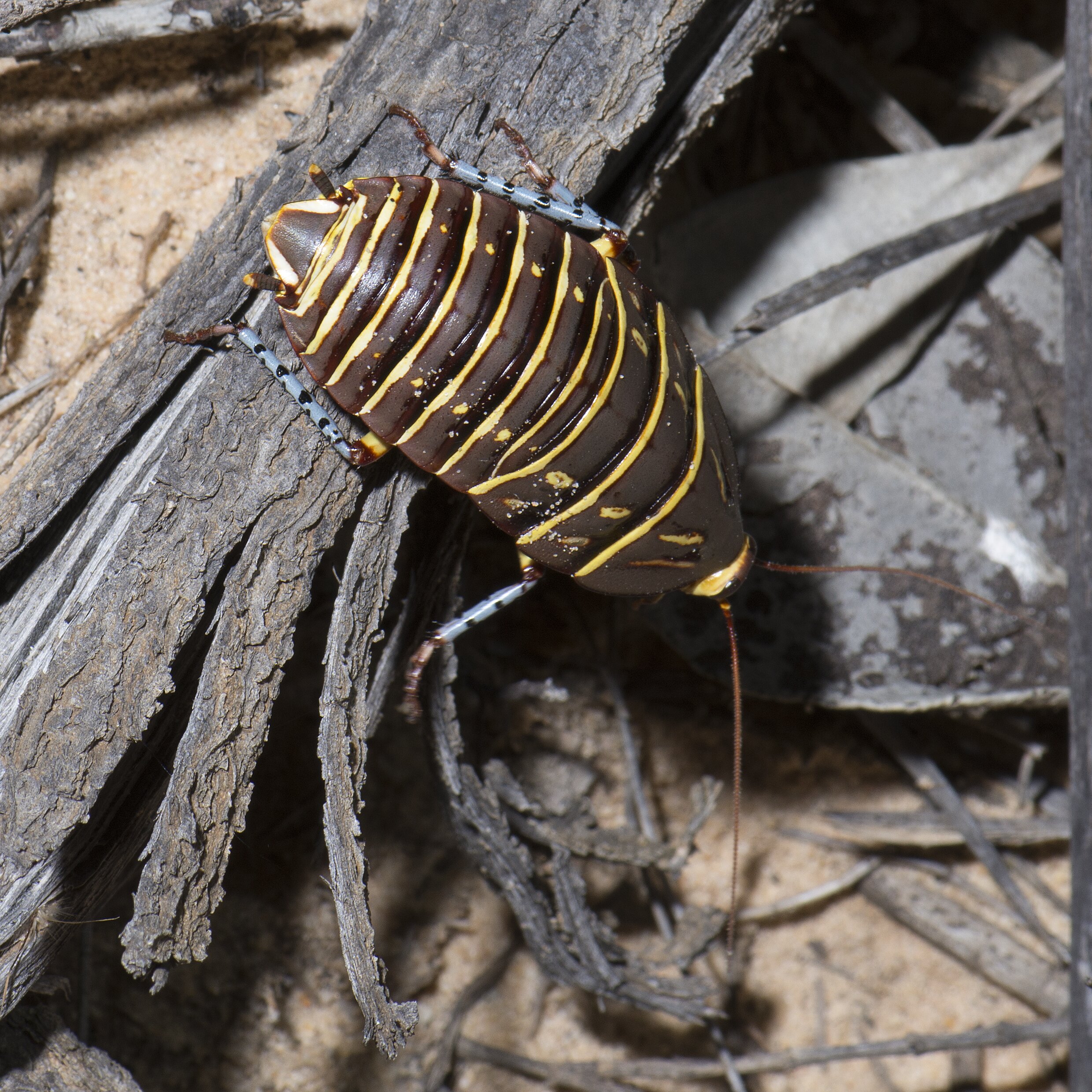 豪州最珍品ゴキブリ 三葉虫のようなPolyzosteria mitchelli Polyzosteria mitchelli (Angas, 1847)