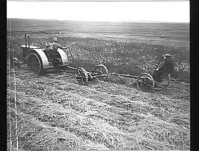 TWO M-H MOWERS FITTED WITH SPECIAL HITCH BEING PULLED BY M-H TRACTOR CUTTING GRASS AT ALBION: NOV 1936