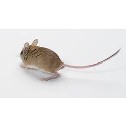 Mitchell's Hopping Mouse.