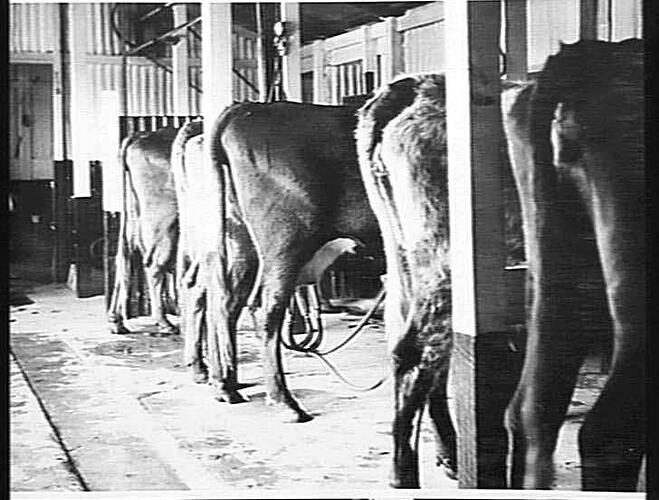 WARREN-FARMER MILKING PLANT ON PROPERTY OF MR G.K. BARON-HAY, SUPT OF DAIRYING IN W. AUST: SEPT 1939