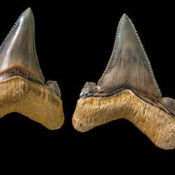 <em>Carcharodon angustidens</em> Agassiz, 1843