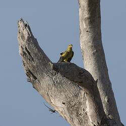 <em>Polytelis anthopeplus</em>, Regent Parrot. Wyperfeld National Park, Victoria.