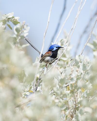 Small blue, black and brown bird in vegetation.