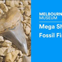 Mega Shark Fossil Find