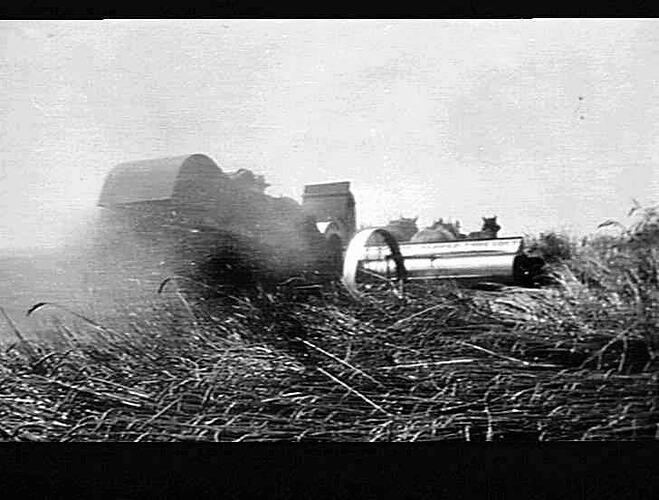 M-H NO 3 R.T. AT WORK ON MR H.J. THOMPSON'S FARM CANOWINDRA, N.S.W. DOWN TANGLED CROP OF WHEAT AVERAGED 13 AND A HALF BAGS OF WHEAT TO ACRE: JAN 1933