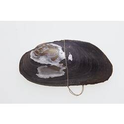 Mussel shell with piece of string around it.