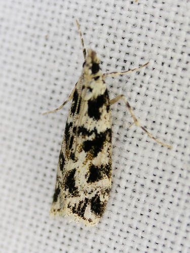 <em>Eudonia aphrodes</em>, moth. Great Otway National Park, Victoria.