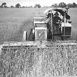 Photograph - H.V. McKay Massey Harris, Farm Equipment Manufacture & Field Trials, Culcairn, New South Wales, Jan 1937