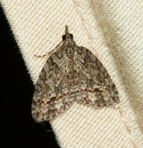 <em>Microdes villosata</em>, moth. Great Otway National Park, Victoria.