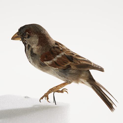 House Sparrow on white background