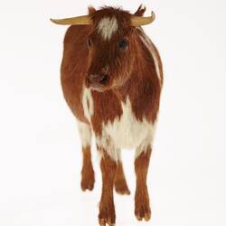 Model of brown and white cow. Front view.