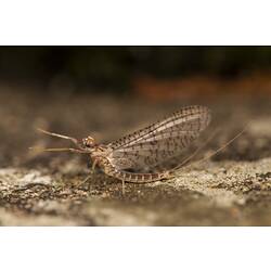 <em>Ulmerophlebia annulata</em> (Harker, 1950)