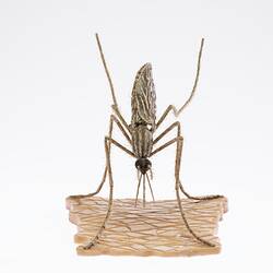 Model of a mosquito on a base. Front view.