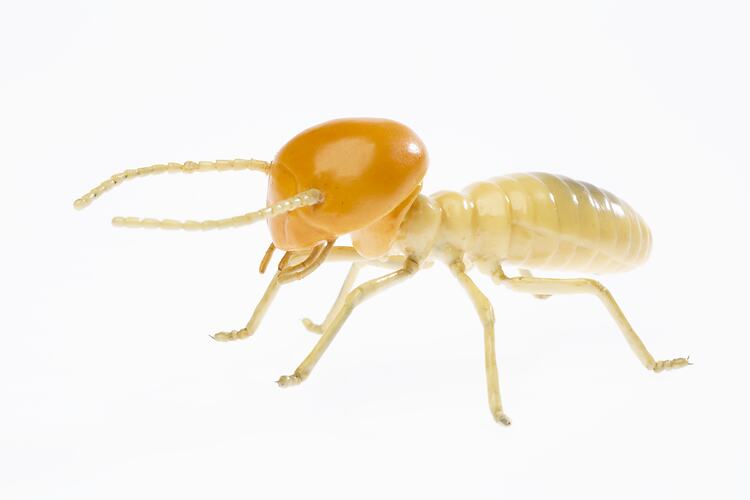Termite model.