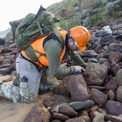 Researcher kneeled on rocky beach looking for fossils.