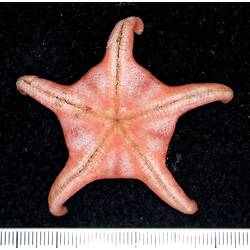 Front view of red-pink seastar on black background with ruler.