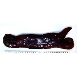 Back view of dark-purple sea cucumber with fin-like appendage on white background with ruler.