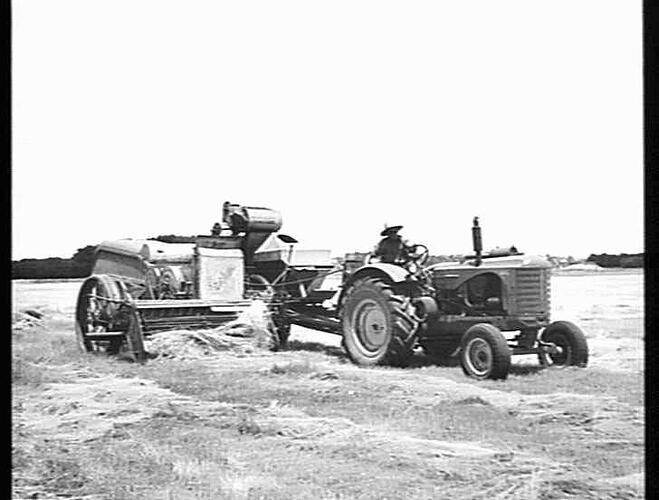 SUNSHINE NO. 4 HEADER WITH PICKUP FRONT, HARVESTED 26 BUSHELS OF RYE-GRASS SEED TO THE ACRE FROM THE WINDROWS. MESSRS. MCDONALD BROS. FARM, BIRREGURRA, VIC,: JAN 1952