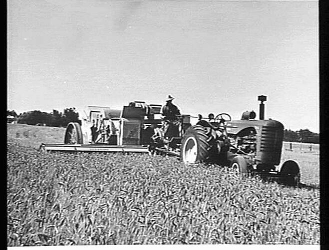 NO.501. SUNSHINE NO.6 POWER DRIVE HEADER FITTERD WITH ONE MAN CONTROL COUPLED WITH 744D TRACTOR HARVESTING A FINE WHEAT CROP ON MR.IAN CAMERON'S PROPERTY NATIMUK VIC