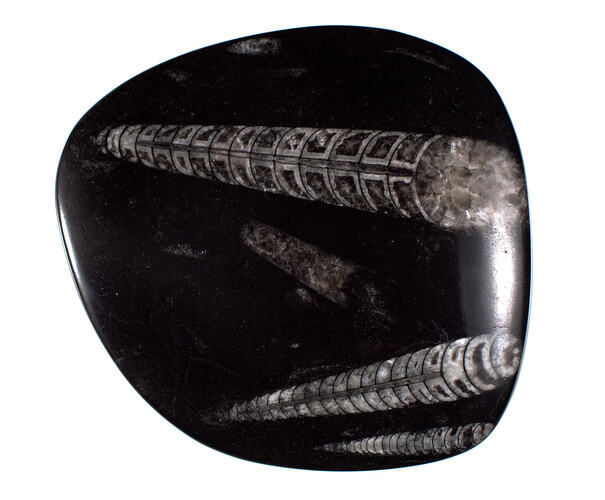 <em>Geisonoceras</em> sp., fossil nautiloid. [P 149607]