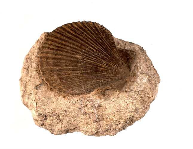 <em>Chlamys textoria</em>, fossil pecten shell. [P 90661]