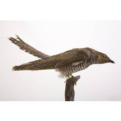 <em>Cuculus canorus canorus</em>, Common Cuckoo, mount.  Registration no. 58187.
