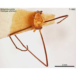Crane fly specimen, dorsal view.