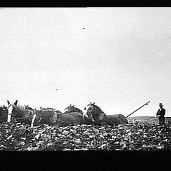 Photograph - H.V. McKay Massey Harris, Farm Equipment Manufacture & Field Trials, Kadina, South Australia, Aug 1932