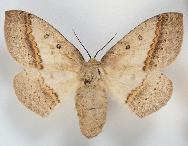 <em>Anthela nicothoe</em>, Urticating Anthelid Moth, female. [HET 11959]