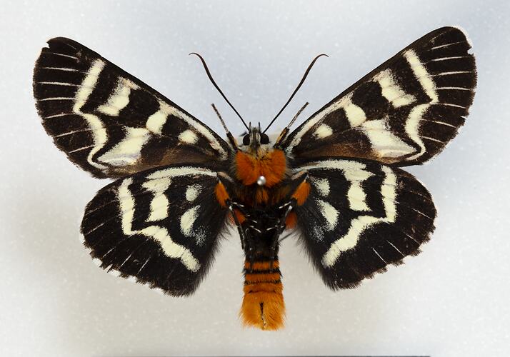 <em>Comocrus behri</em>, Mistletoe Moth, male. [HET 35]