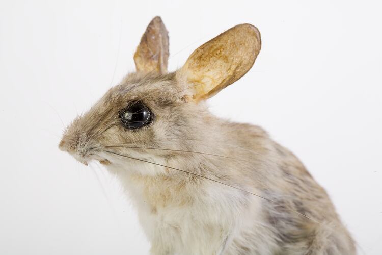 Taxidermied mouse specimen , detail of head.