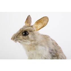 Taxidermied mouse specimen , detail of head.