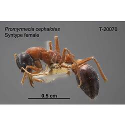 Ant specimen, female, lateral view.