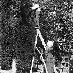 Negative - Man Trimming Cyrpus Tree, New South Wales, circa 1890