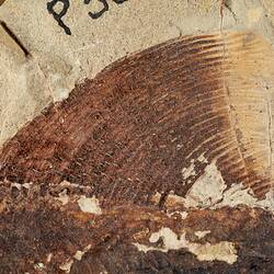 Brown fossil fish in pale matrix.