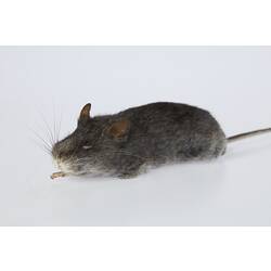 Research Focus, Native Rodents - Smoky Mouse, <em>Pseudomys fumeus</em> Brazenor, 1934