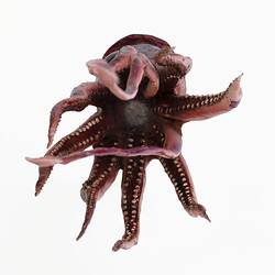 Purple squid model with flowing tentacles.