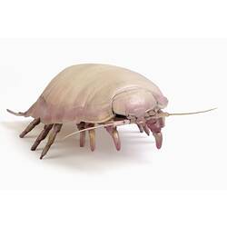 Cream and pink insect model with domed body and many short legs.