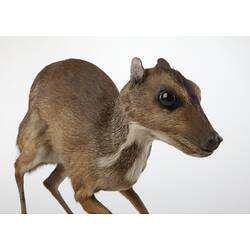 Front-side view of mounted deer specimen.