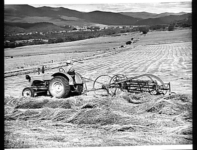 NO. 358. IN THE VICTORIAN ALPS. MR. J. WALLACE, POREPUNKAH, MAKING WINDROWS OF MEADOW HAY WITH HIS SUNSHINE SIDE-DELIVERY RAKE AND SUNSHINE MASSEY HARRIS TRACTOR IN A GLORIOUS SCENIC SETTING. DECEMBER, 1949.