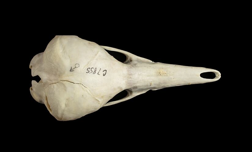 Echidna skull with very long slender snout.