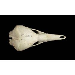 <em>Tachyglossus aculeatus</em> (Shaw, 1792)